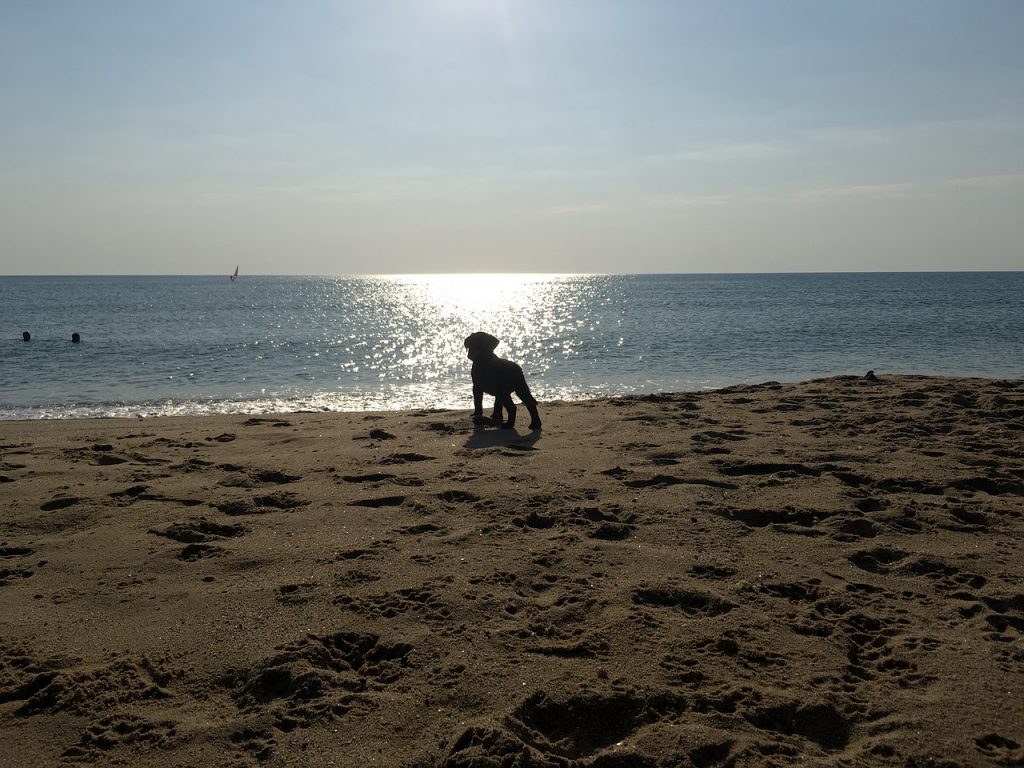 Hondenstrand en wandelen met de hond